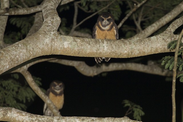 Tawny-browed Owl - ML196473851