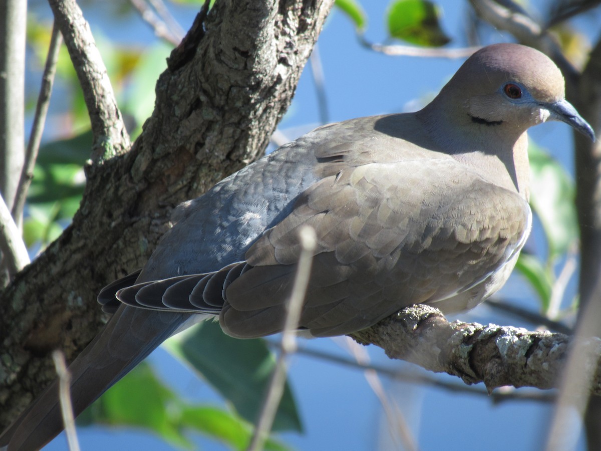 White-winged Dove - ML196473981