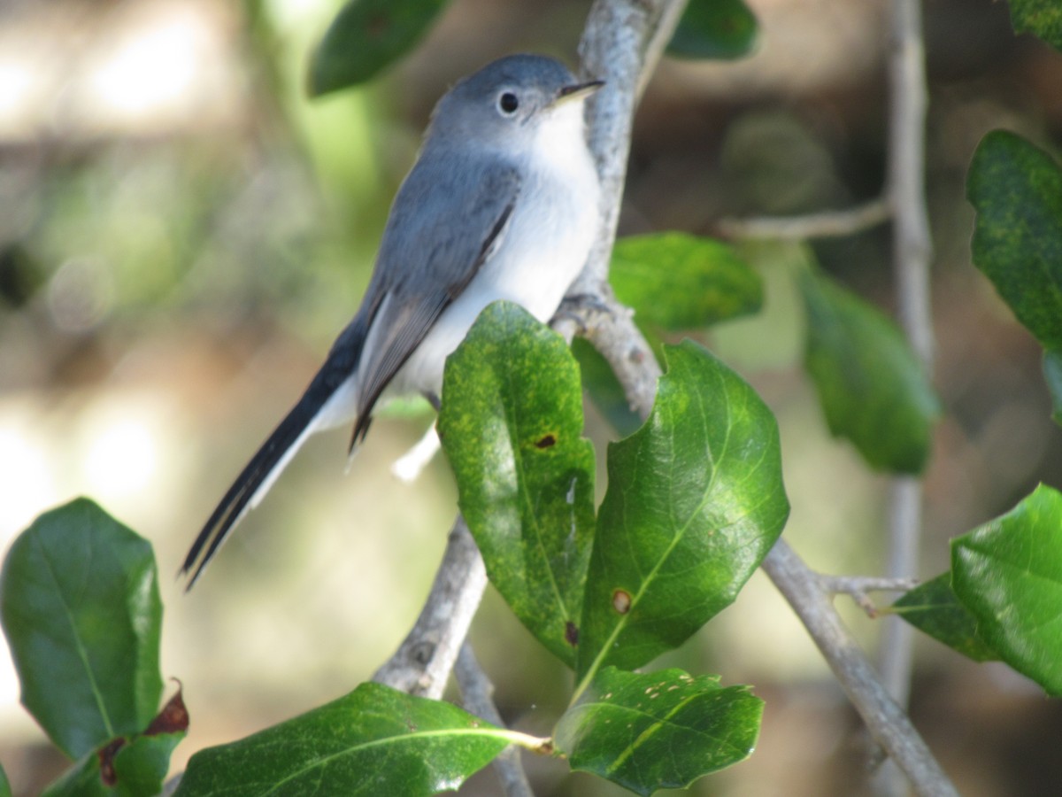 Blue-gray Gnatcatcher - ML196474121