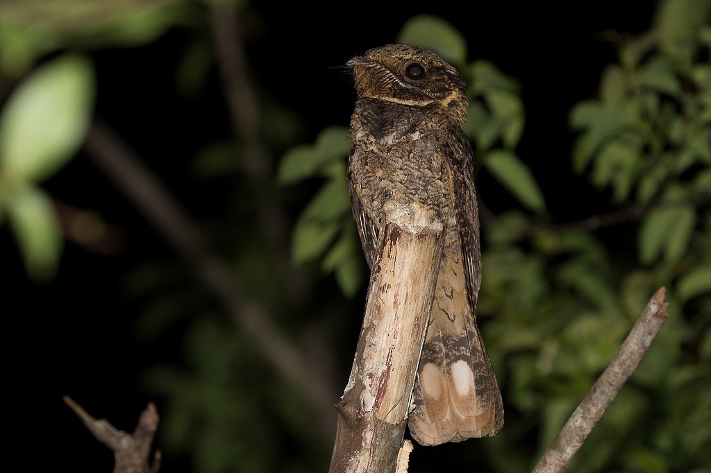 Rufous Nightjar - ML196477061