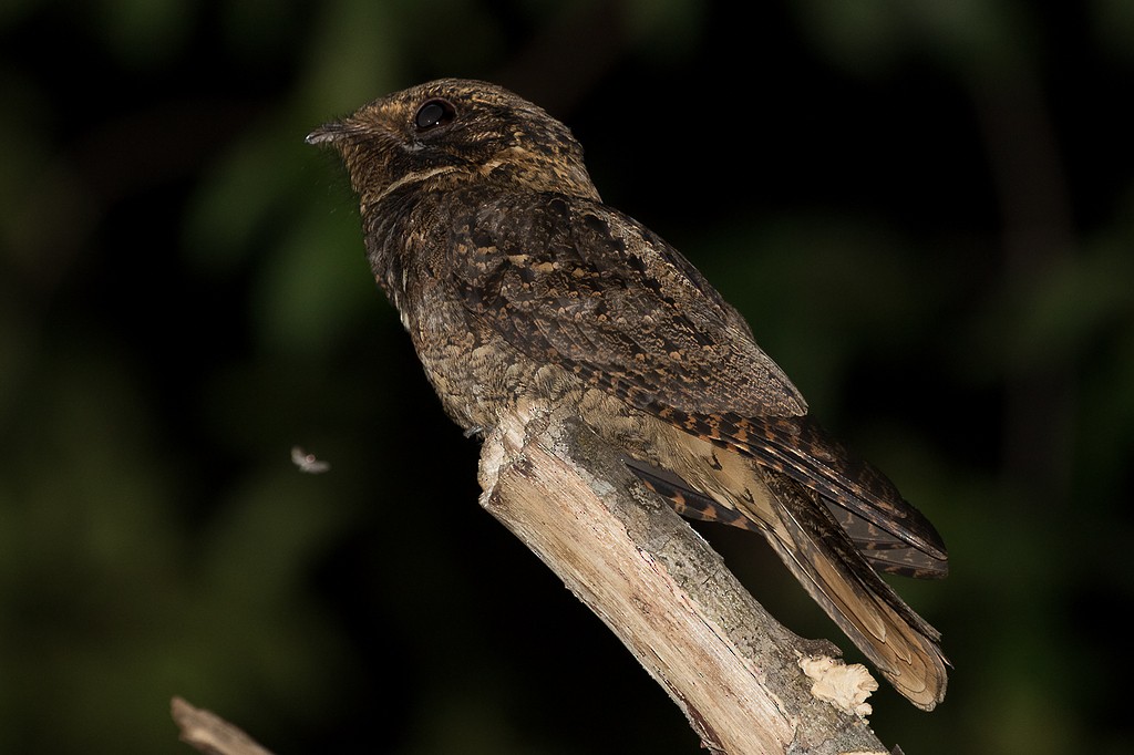 Rufous Nightjar - ML196477071