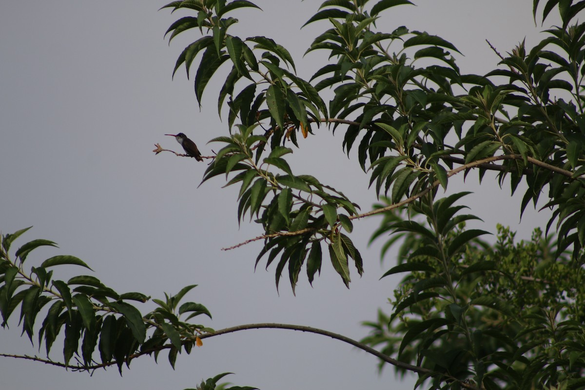 kolibřík fialovokorunkatý - ML196477101
