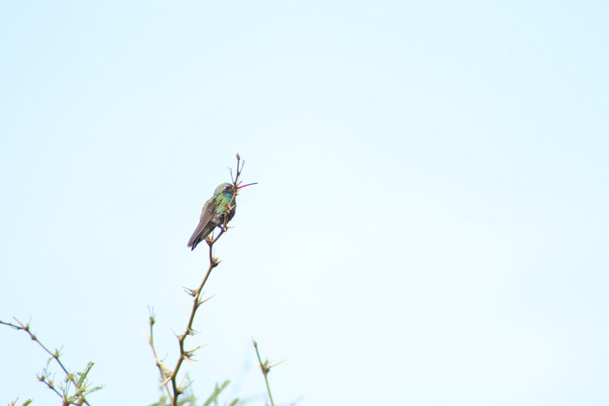 Broad-billed Hummingbird - ML196477271