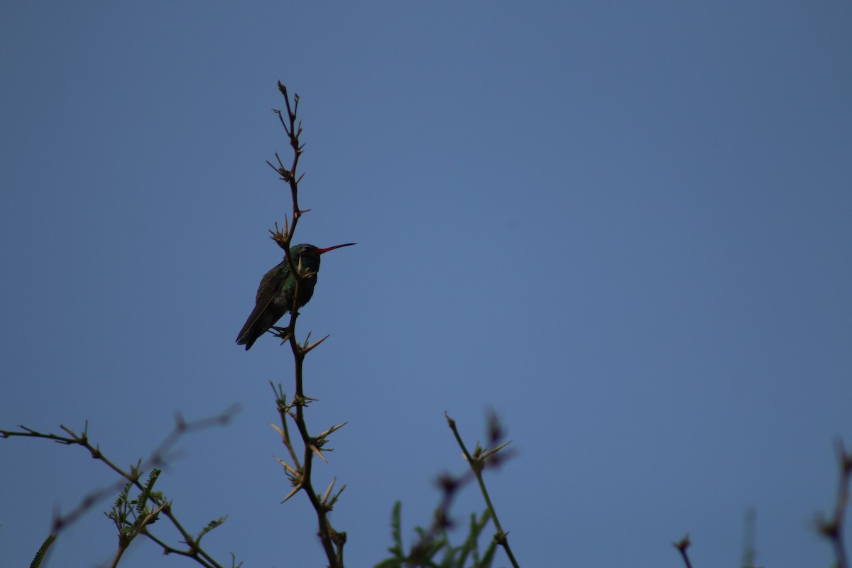 Broad-billed Hummingbird - ML196477301