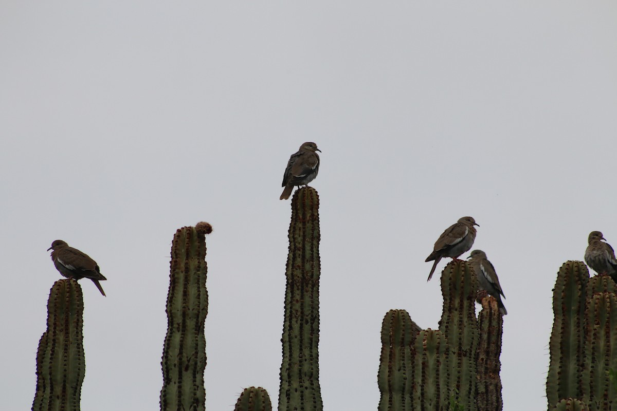 White-winged Dove - ML196477491