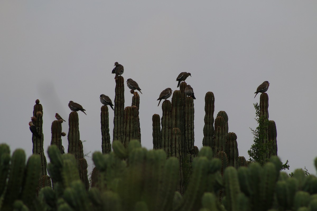 White-winged Dove - Luis Lopez vazquez