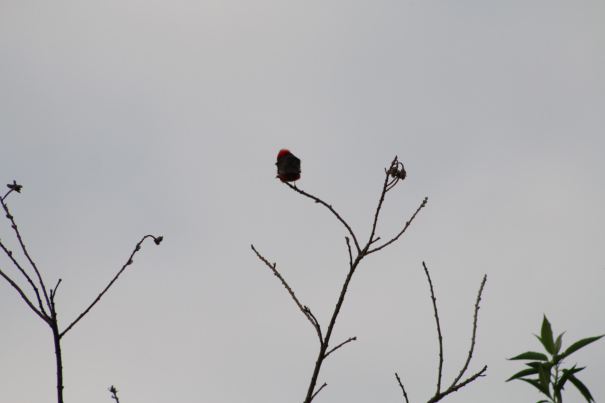 Vermilion Flycatcher - ML196477601