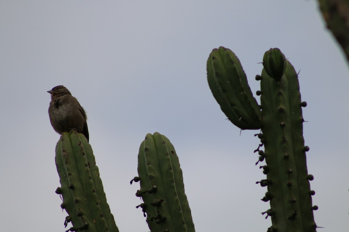 Canyon Towhee - ML196477931