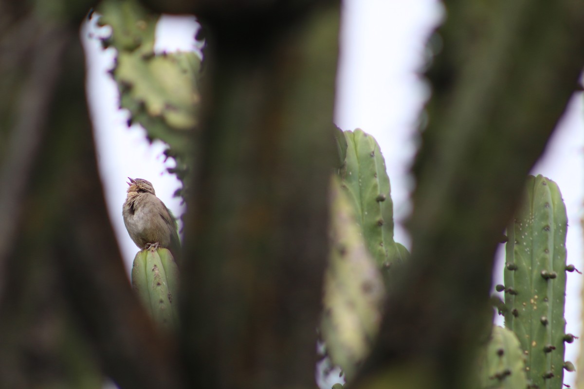 Canyon Towhee - ML196477951