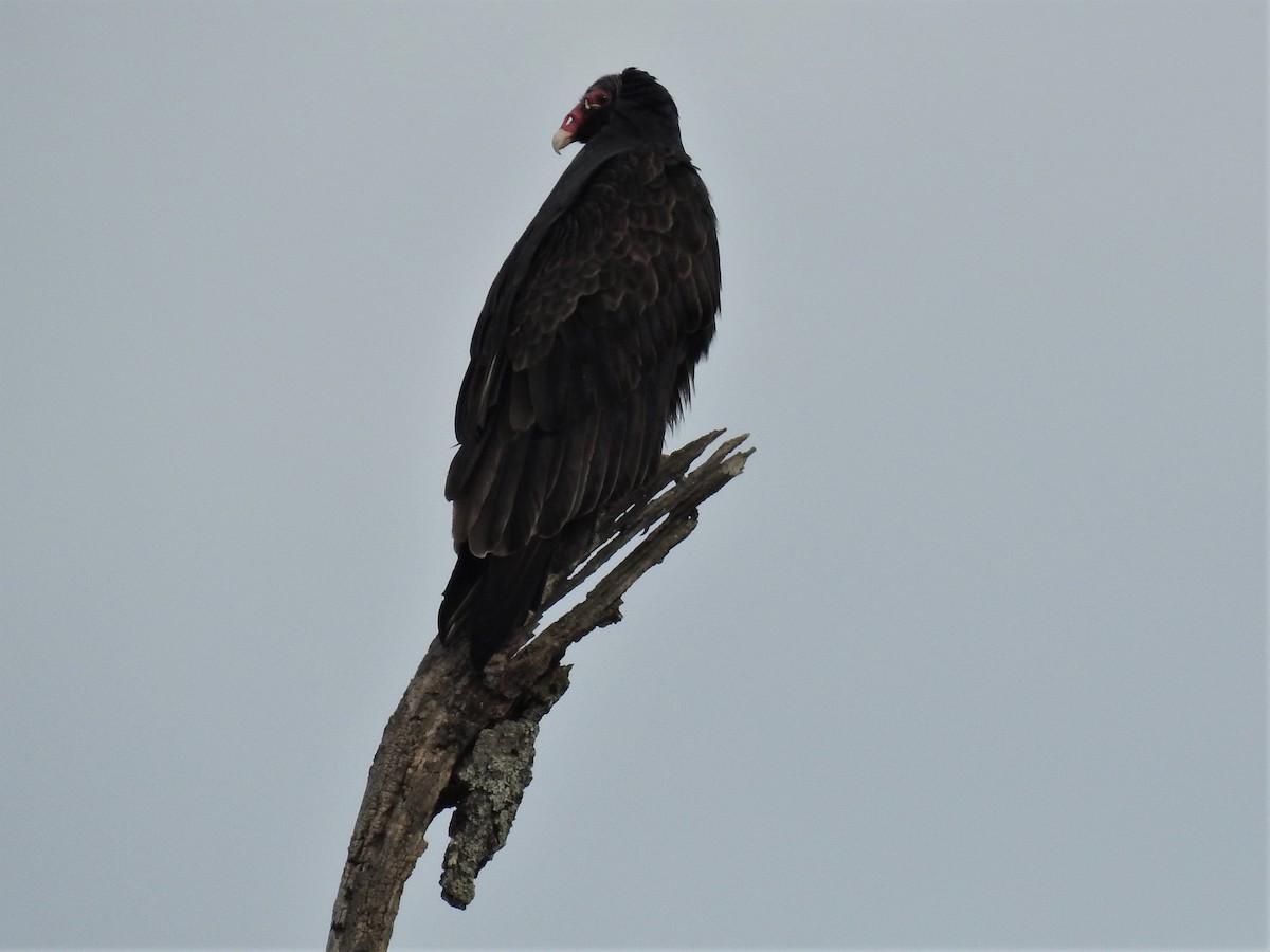 Urubu à tête rouge - ML196478191