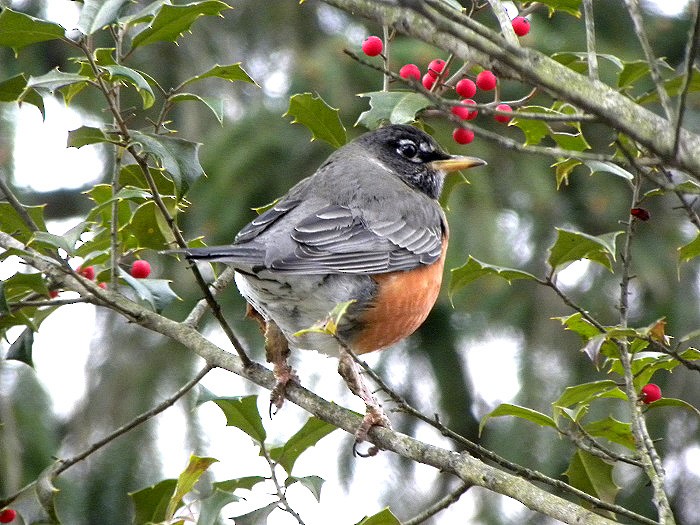 American Robin - David Zmoda