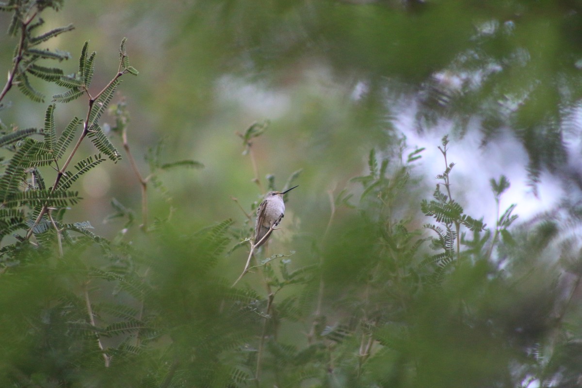 Black-chinned Hummingbird - ML196479651