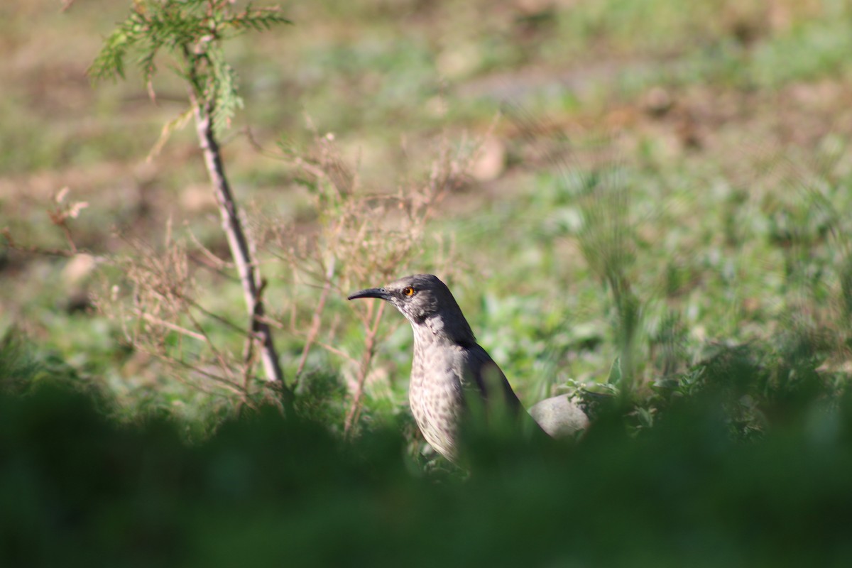 Curve-billed Thrasher - ML196479681