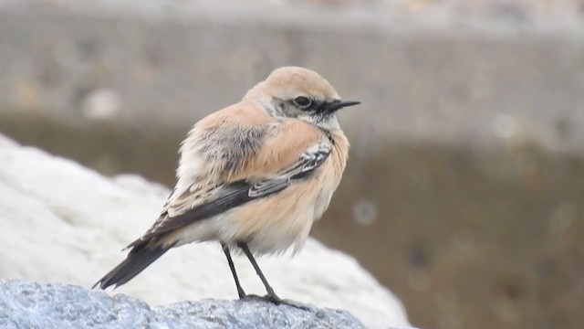 Desert Wheatear - ML196480551