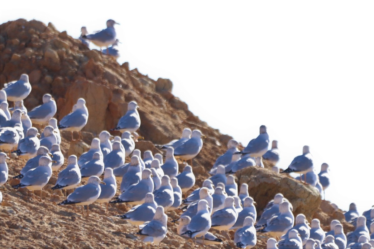 Ring-billed Gull - ML196484291