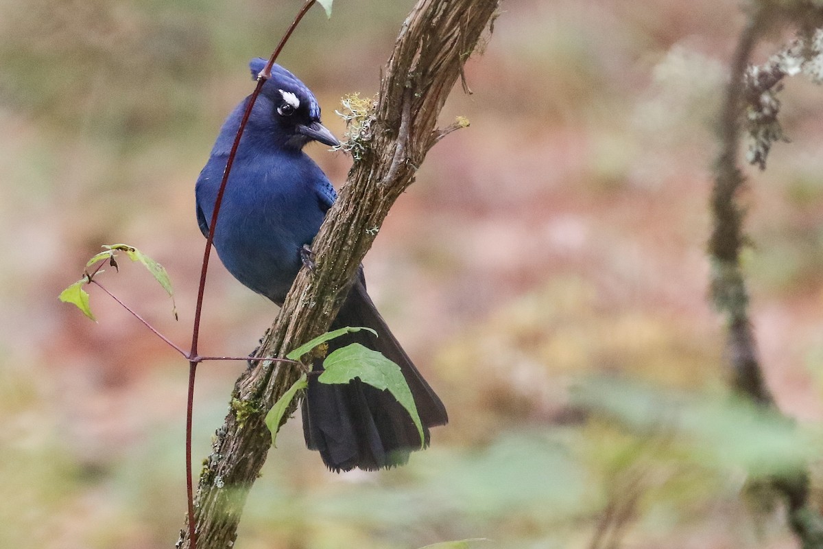 Steller's Jay - ML196484631