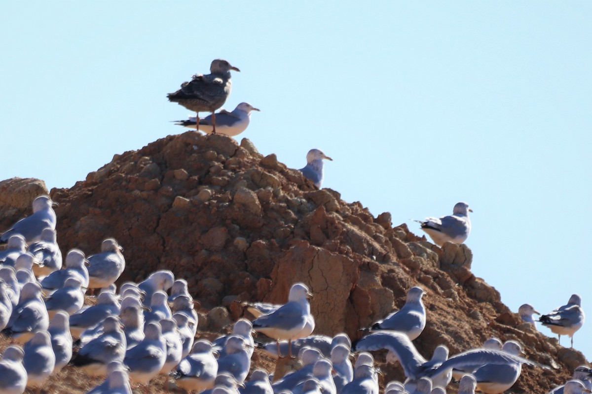 American Herring Gull - ML196485321