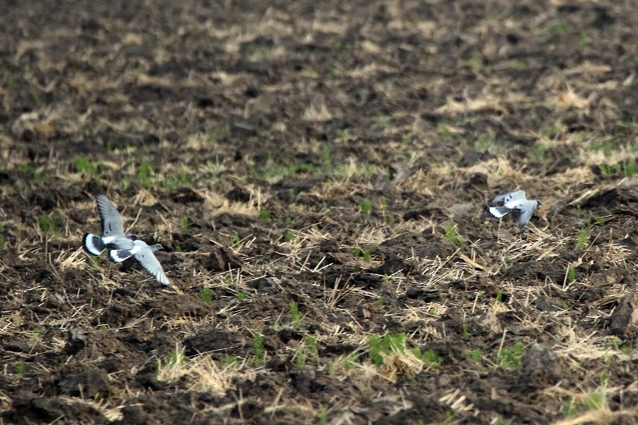 Hill Pigeon - ML196485461