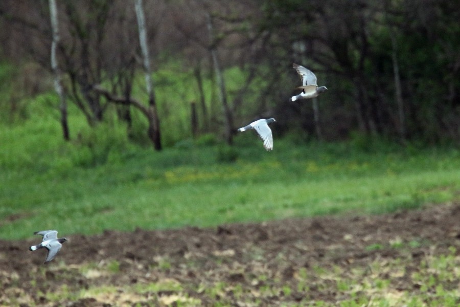 Hill Pigeon - ML196485481