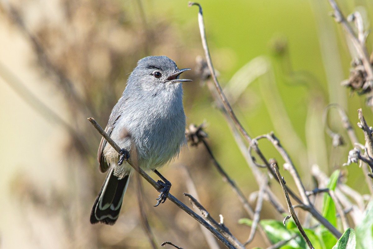 Perlita Californiana - ML196486971