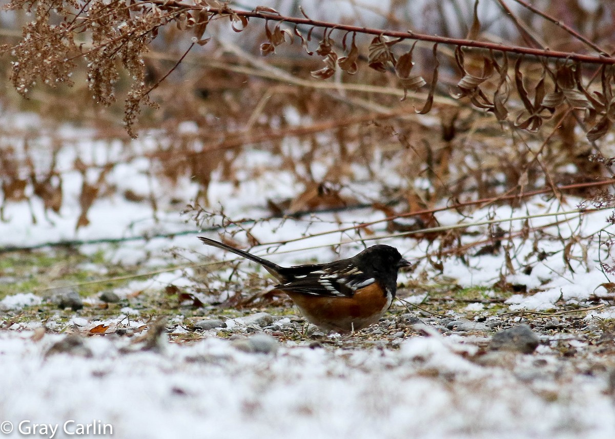 Spotted Towhee - ML196487891