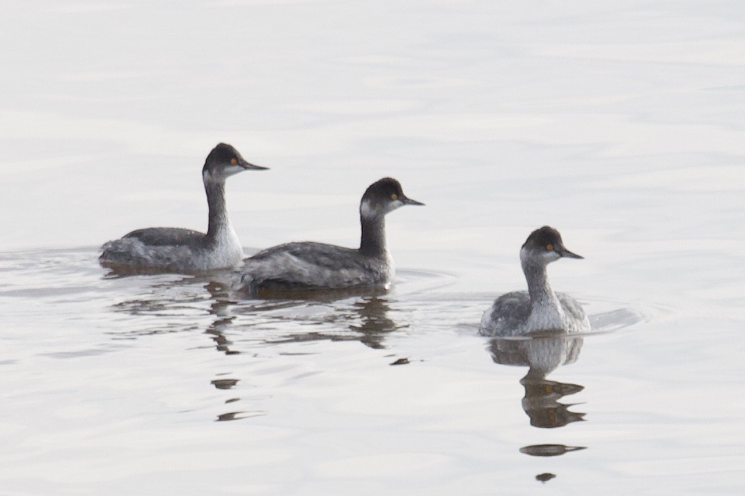 Eared Grebe - Andrew Bell