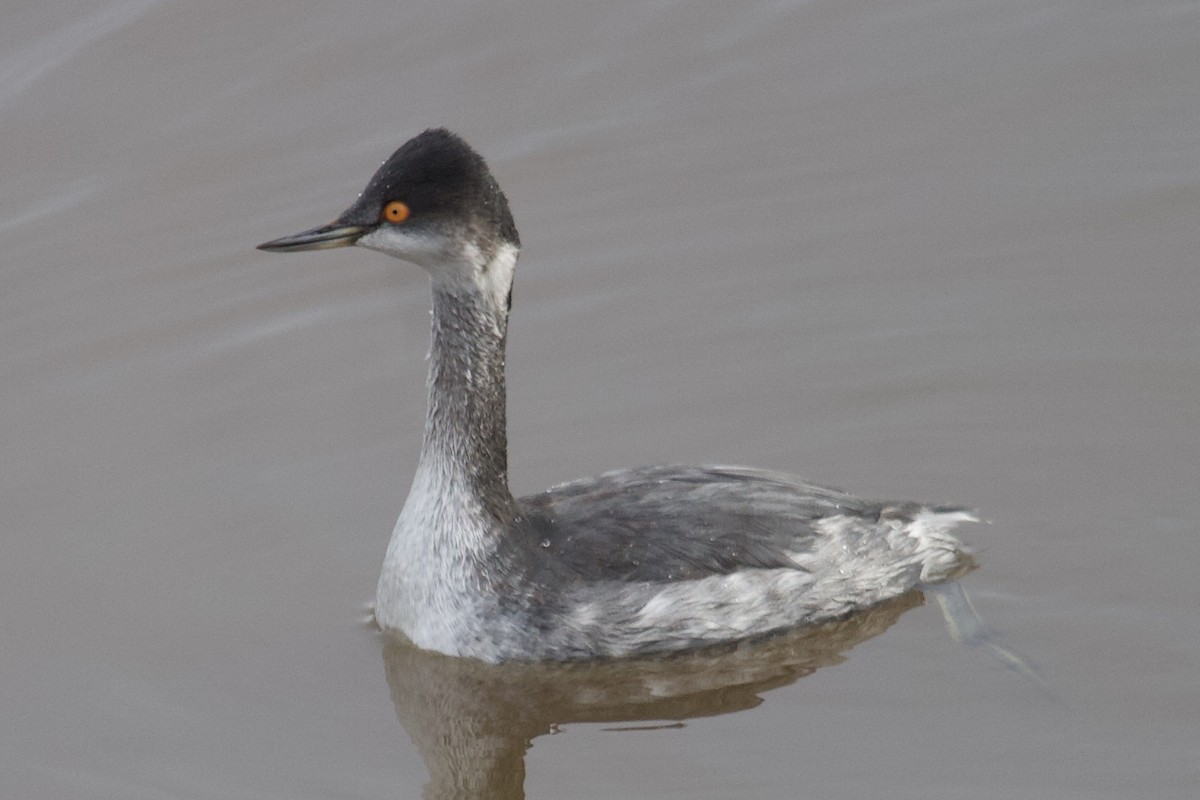 Eared Grebe - ML196489281