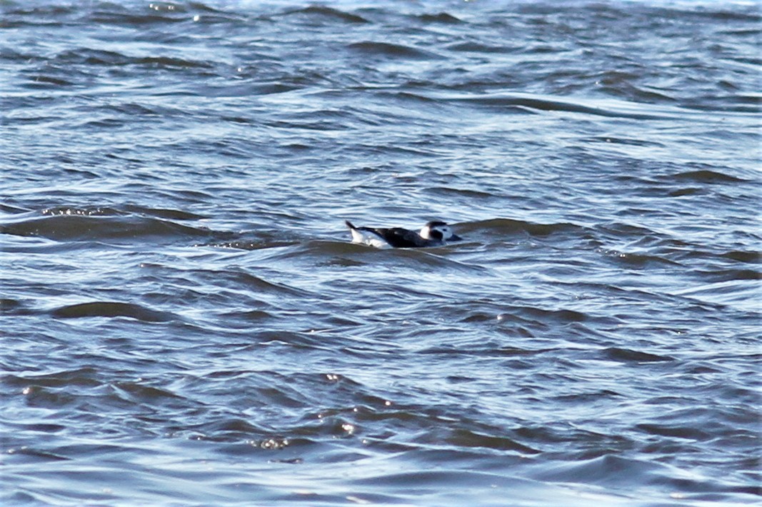 Long-tailed Duck - James Sherwonit