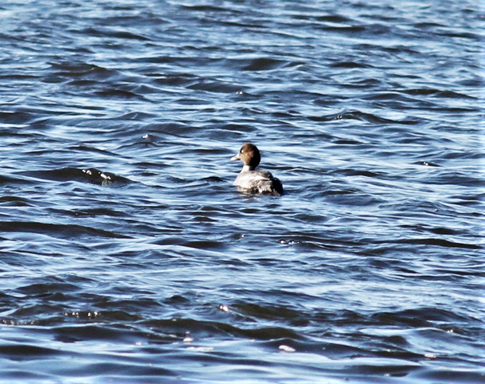 Common Goldeneye - ML196489641