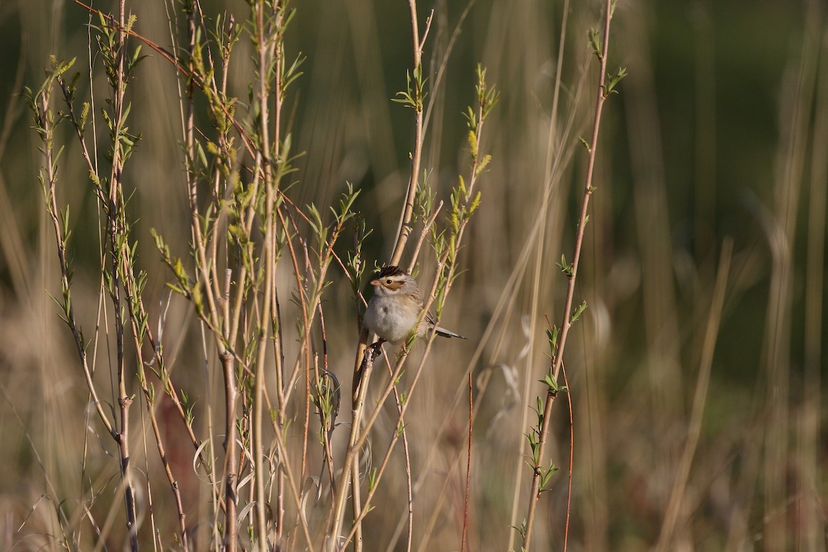 Clay-colored Sparrow - ML196491261