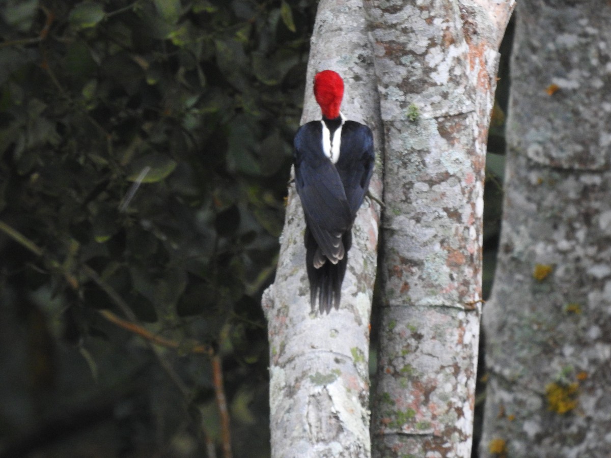 Crimson-crested Woodpecker - ML196492601