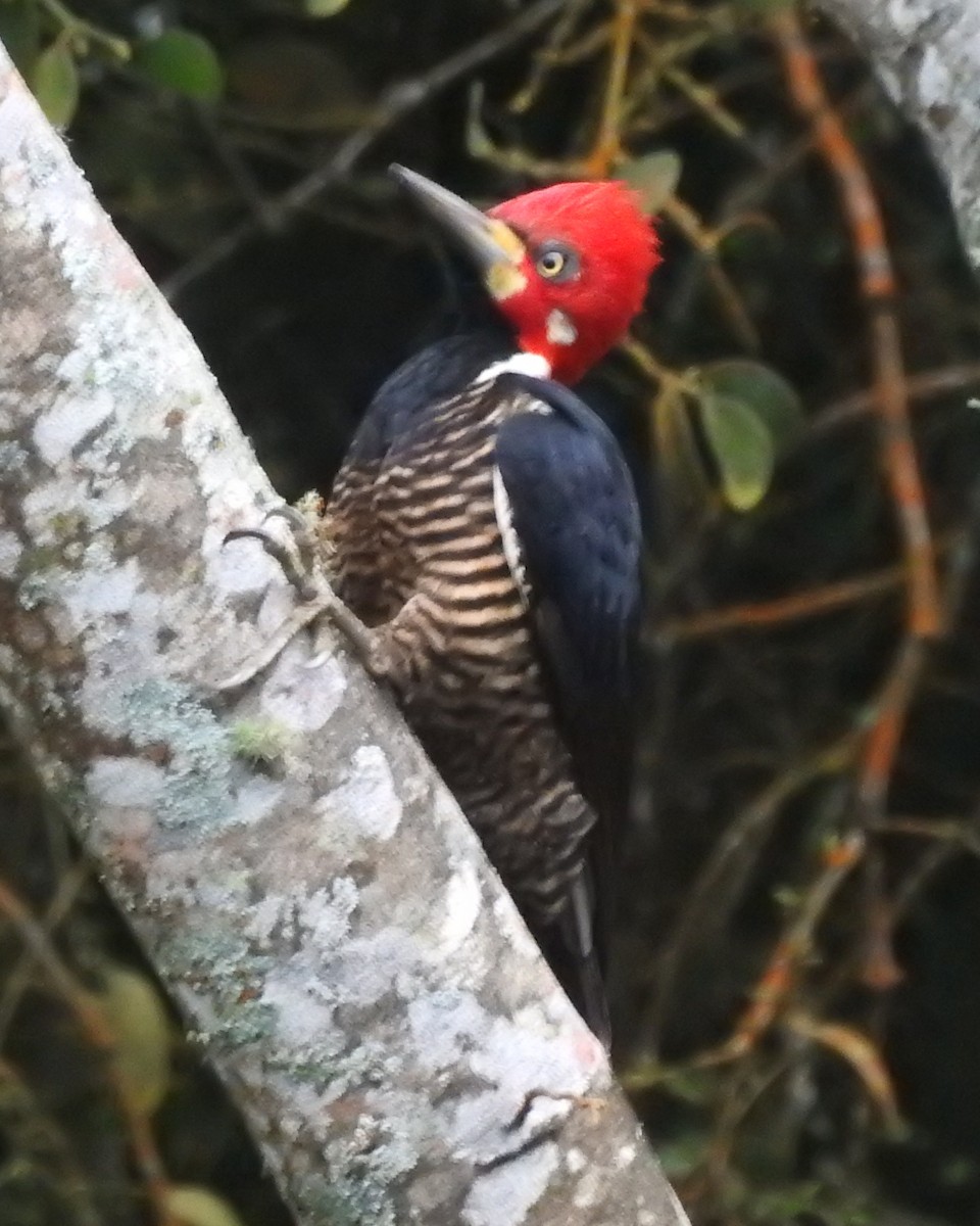 Crimson-crested Woodpecker - ML196492611