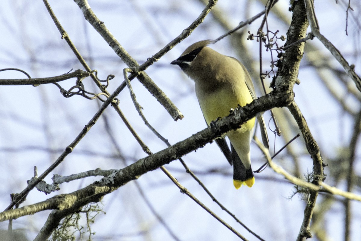 Cedar Waxwing - ML196495061