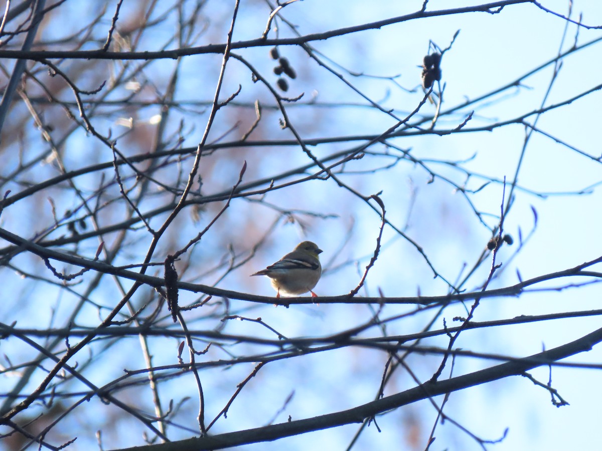 American Goldfinch - ML196495681