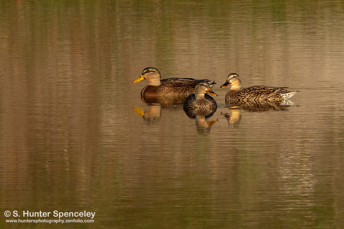 Mallard - S. Hunter Spenceley