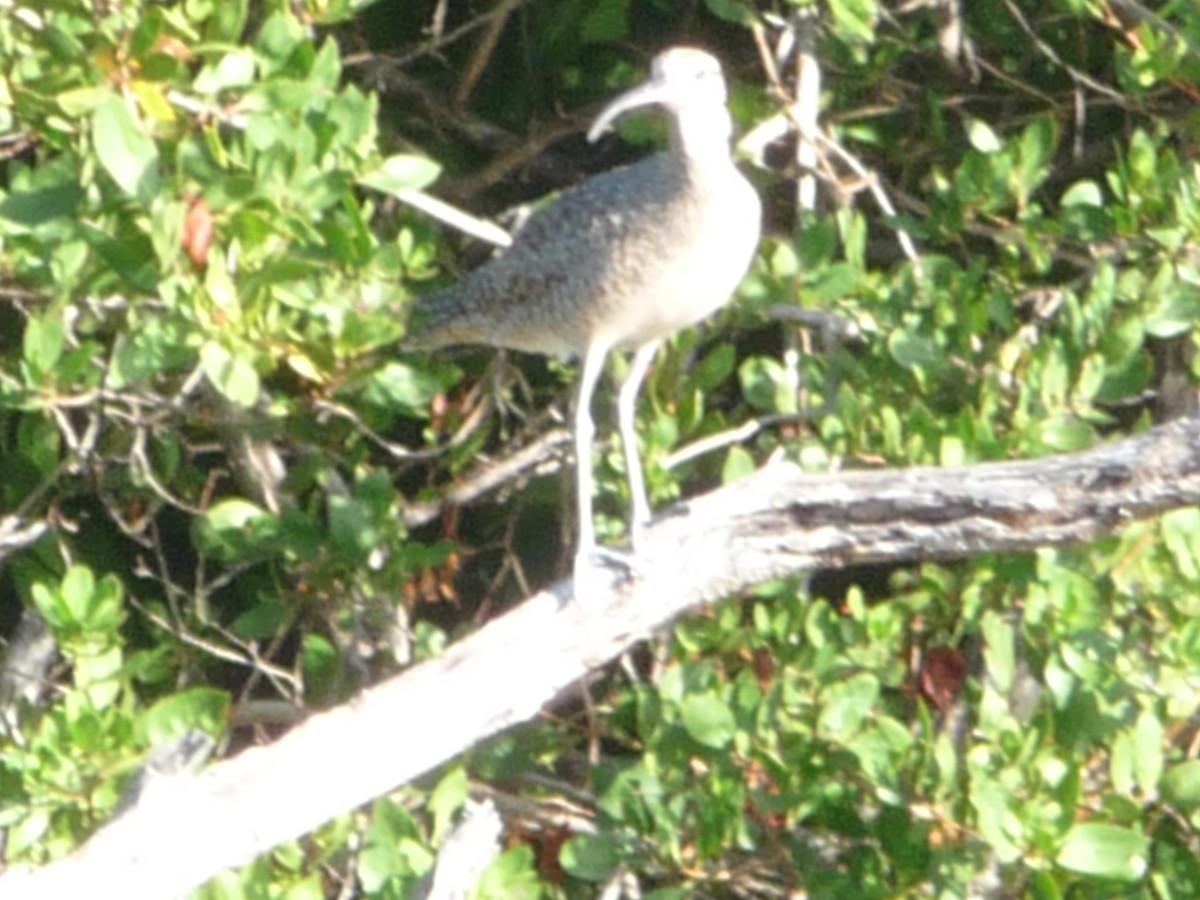 koliha hudsonská - ML196499331