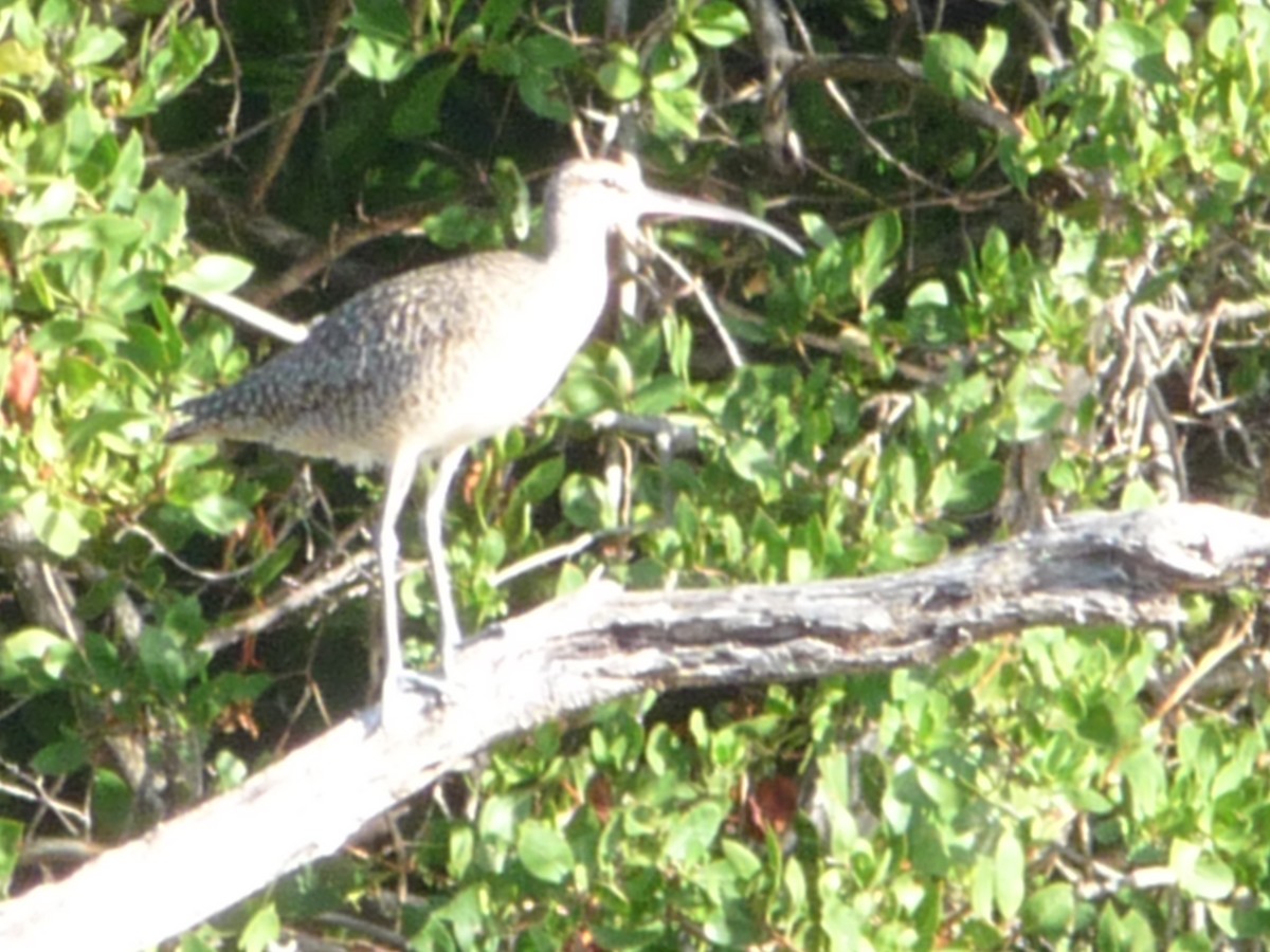 koliha hudsonská - ML196499351