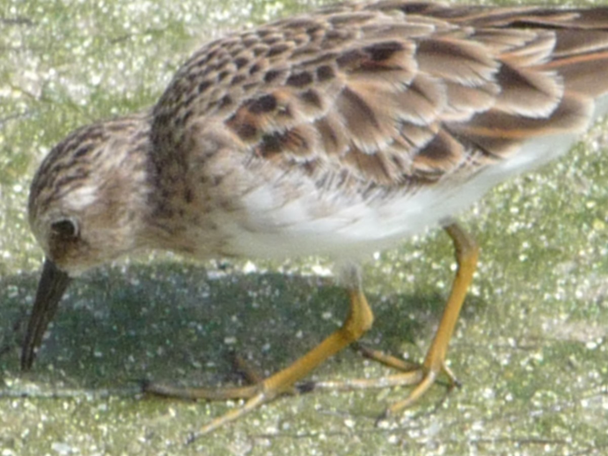 jespák drobný - ML196499751