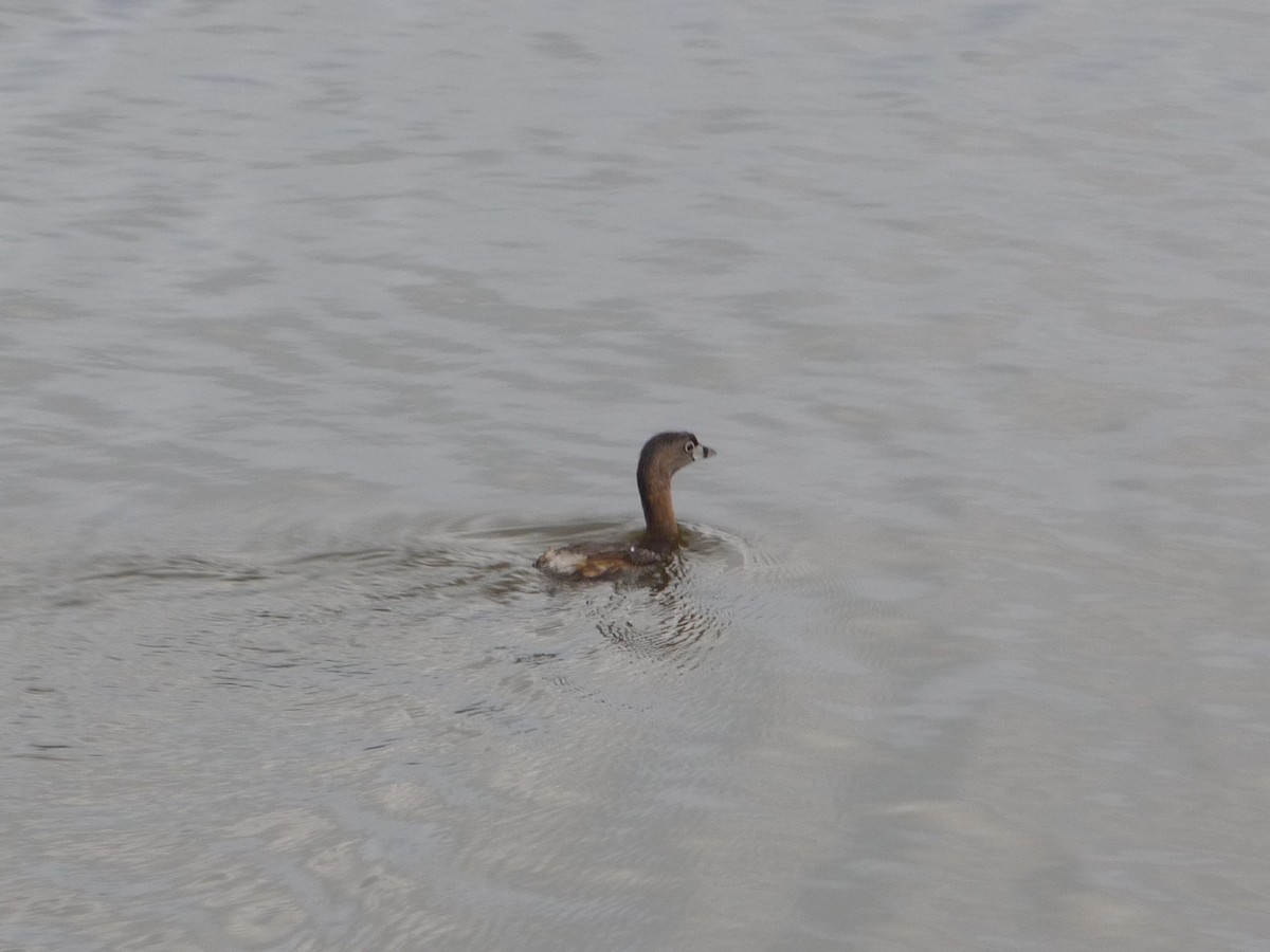 potápka americká - ML196500191