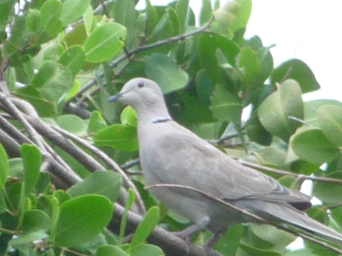 hrdlička zahradní - ML196500351