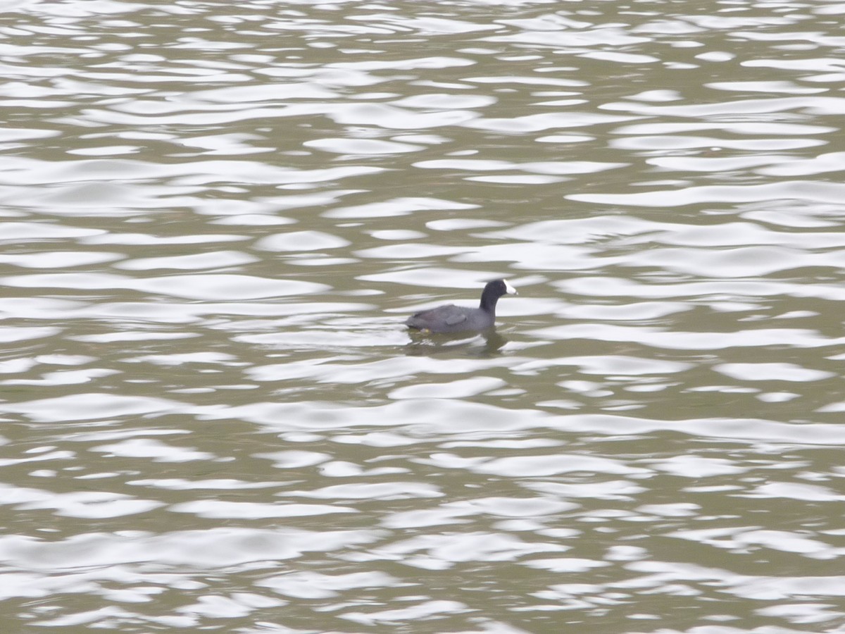 lyska americká (s bílým čelním štítkem) - ML196500571