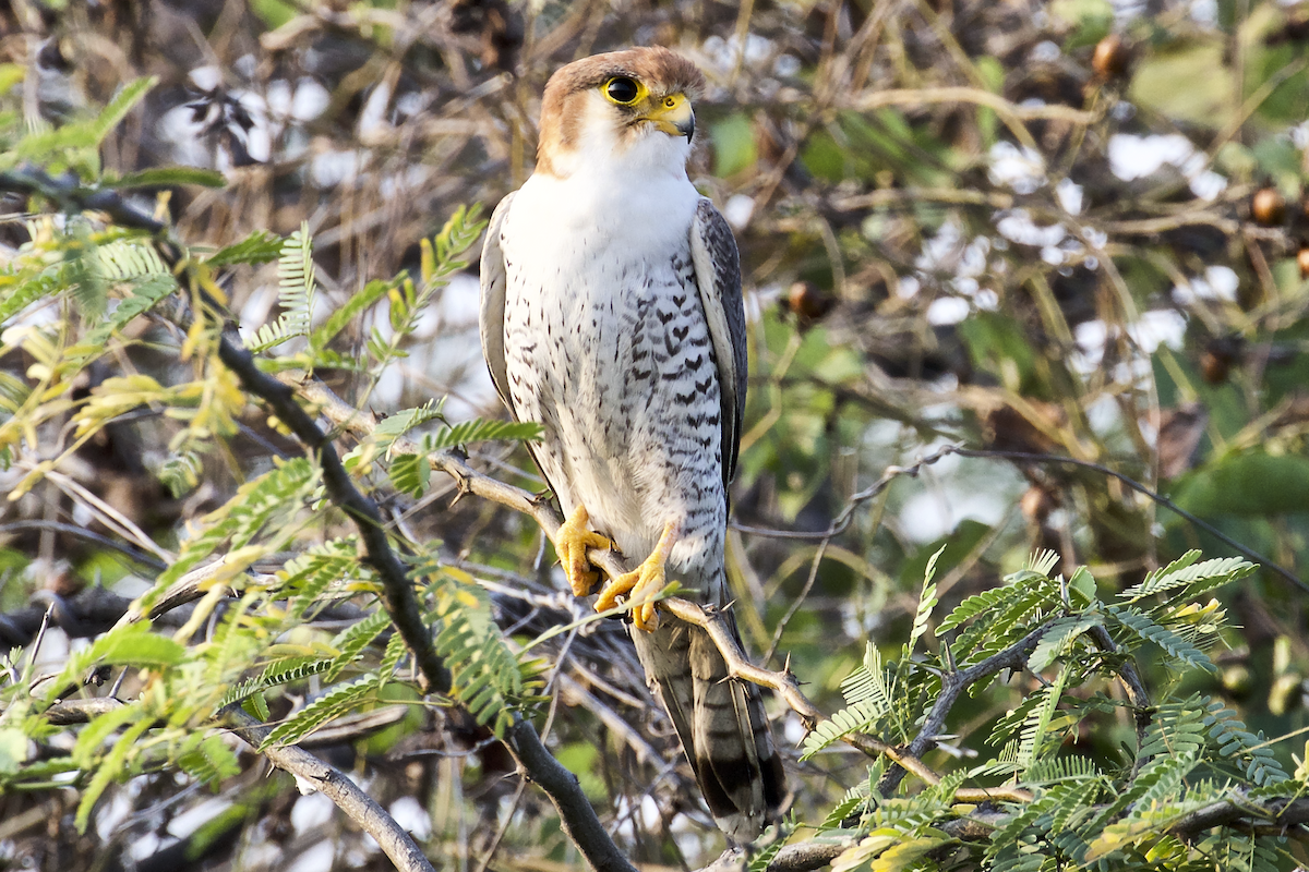 Red-necked Falcon - ML196500701
