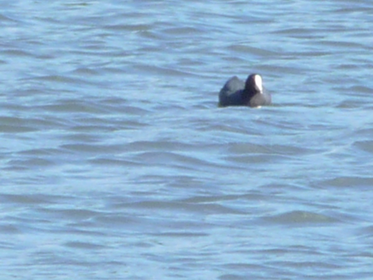 lyska americká (s bílým čelním štítkem) - ML196501001