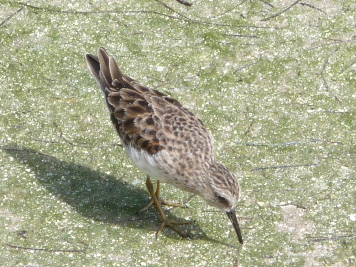 jespák drobný - ML196501561