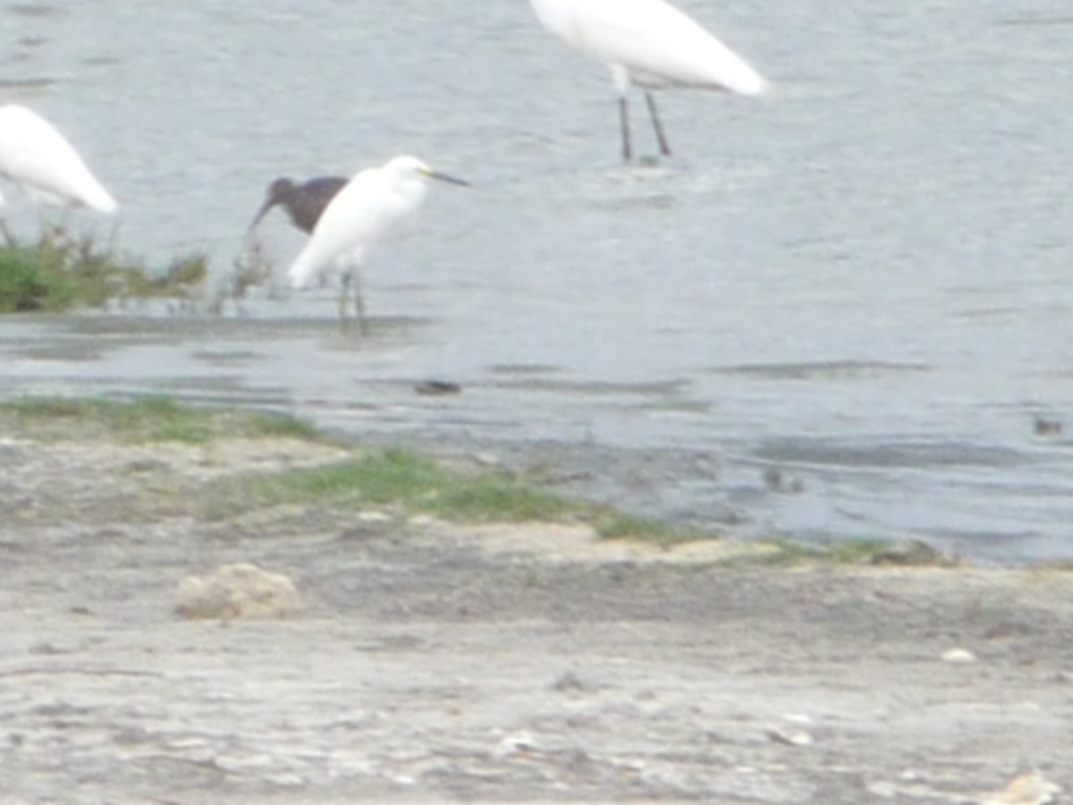 ibis hnědý - ML196501901