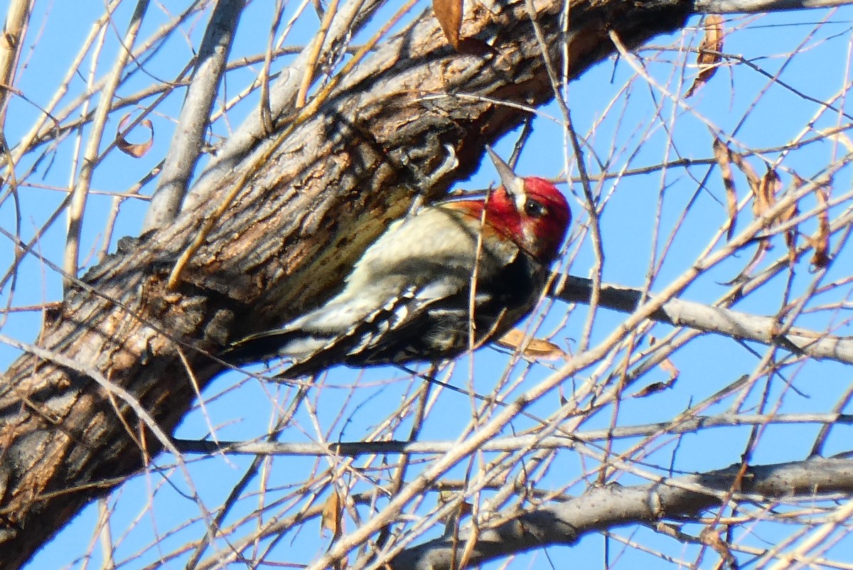 Red-breasted Sapsucker - ML196502781