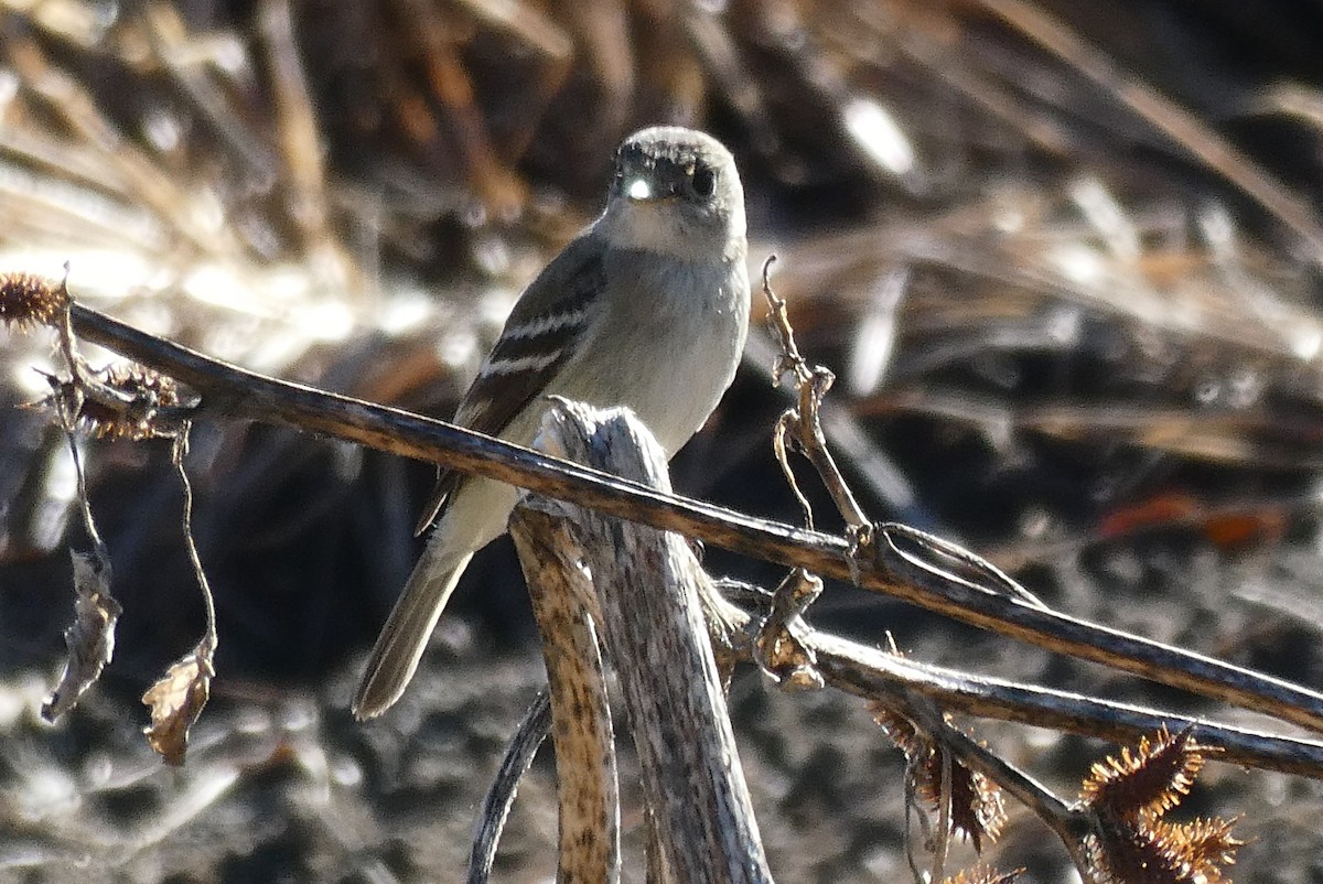 Least Flycatcher - ML196502941