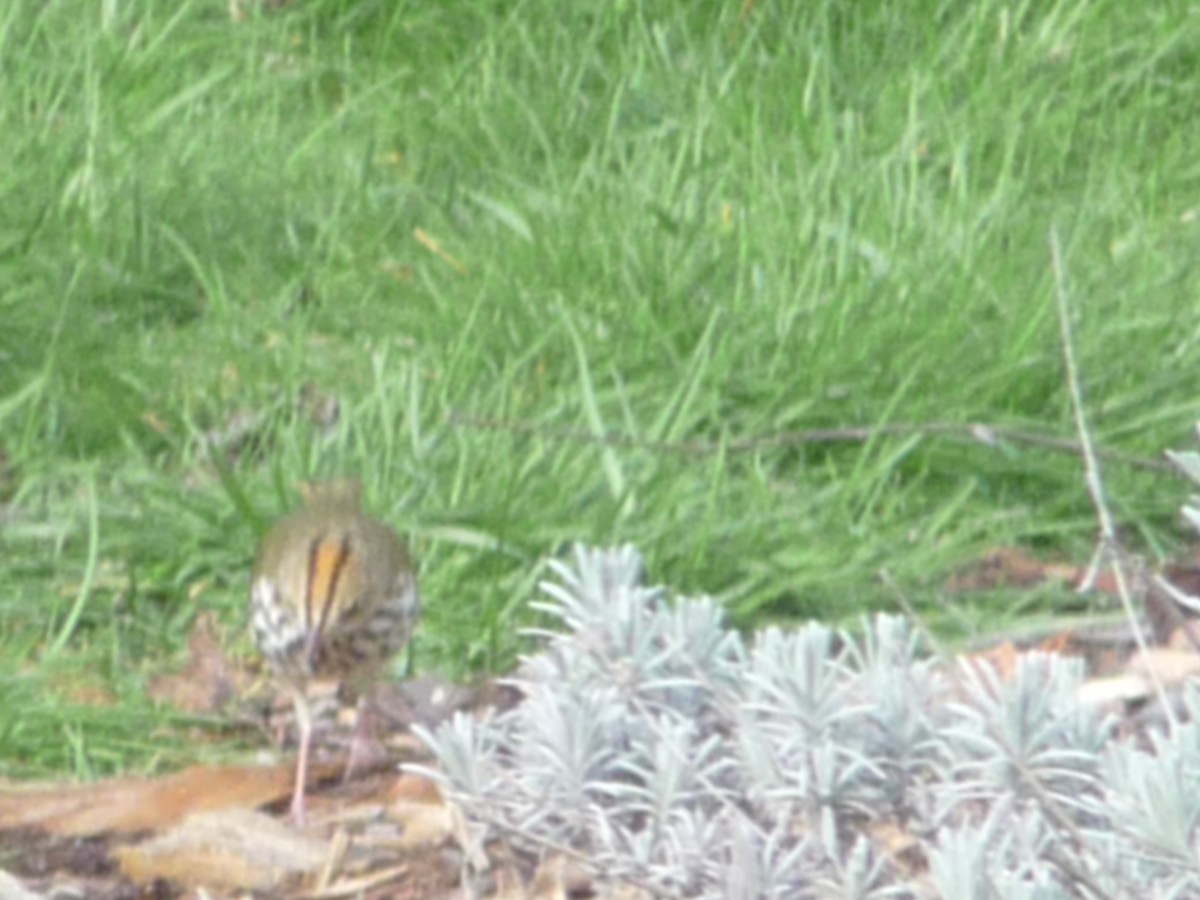 lesňáček zlatohlavý - ML196503041