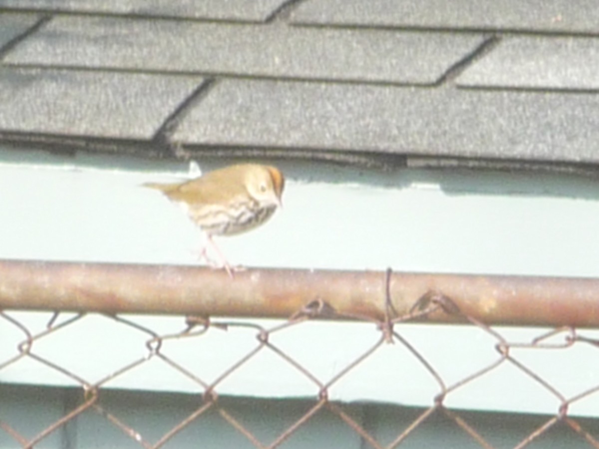 lesňáček zlatohlavý - ML196503051