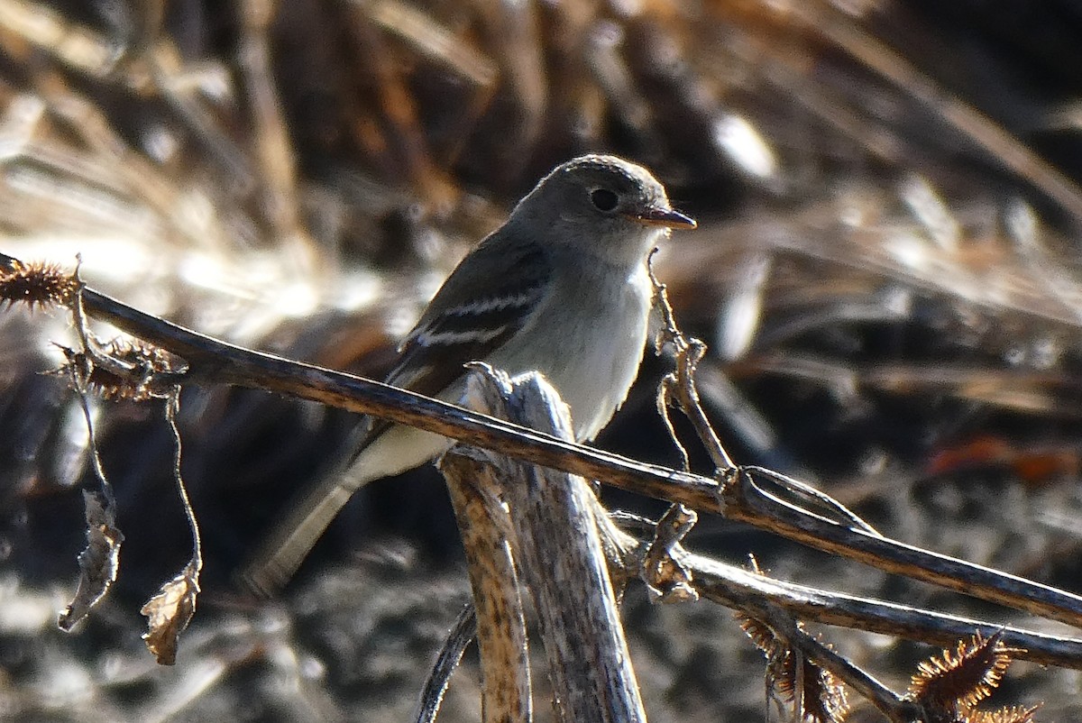 Least Flycatcher - ML196503171